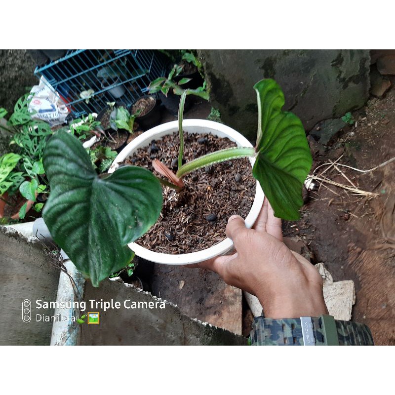 philodendron plowmani