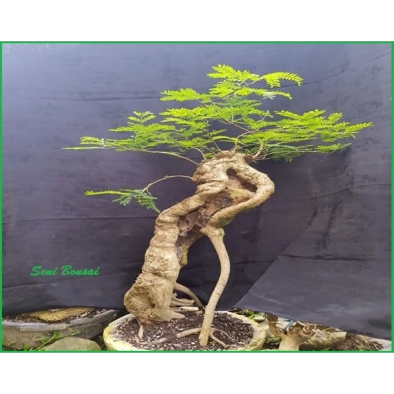 BAHAN BONSAI LAMTORO DONGKELAN BESAR PROSFEK
