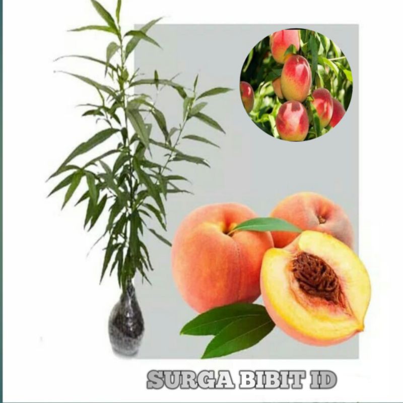 Bibit Buah Persik / Peach