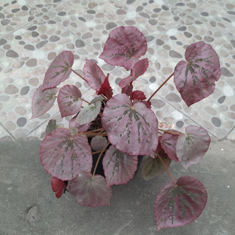 Tanaman Hias Begonia Silver Pink