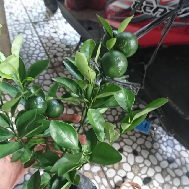 Bibit pohon buah jeruk peras jeruk kip sudah berbuah, tanaman jeruk peras