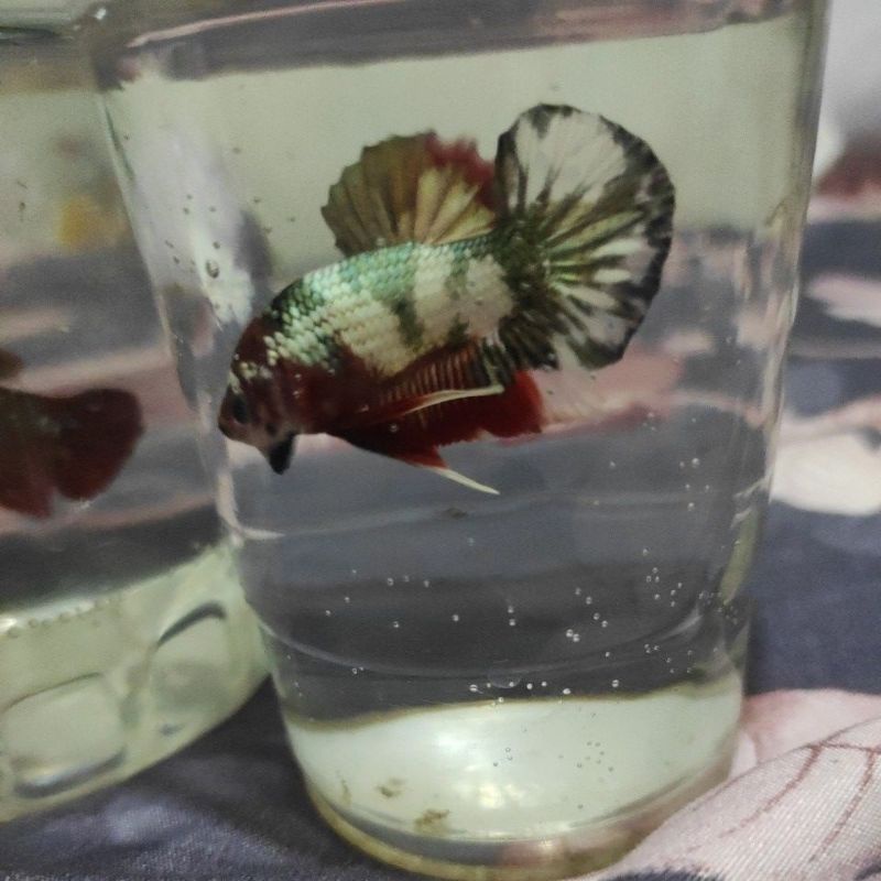 CUPANG RED KOI COOPER TOP GRADE A SIAP BREAD