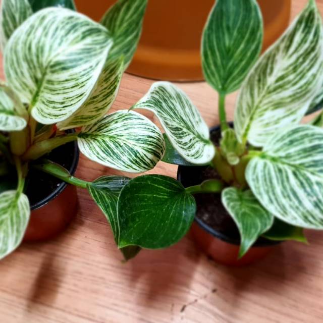 rachmawatyoctavipurwanto