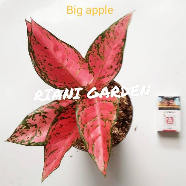 BUNGA AGLONEMA BIG APLE/BIG APEL