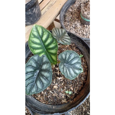 alocasia dragon scale