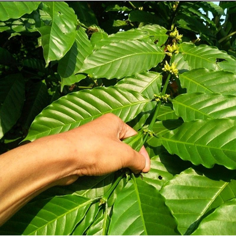 

DAUN KOPI SEGAR