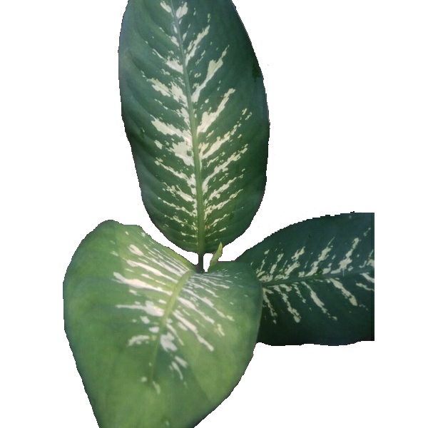 Size Besar Tanaman Diven / Blanceng / Dieffenbachia / Sri rejeki