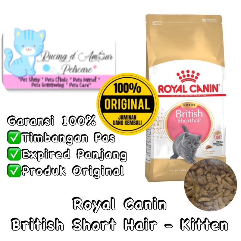 royal canin british short hair kitten british shorthair