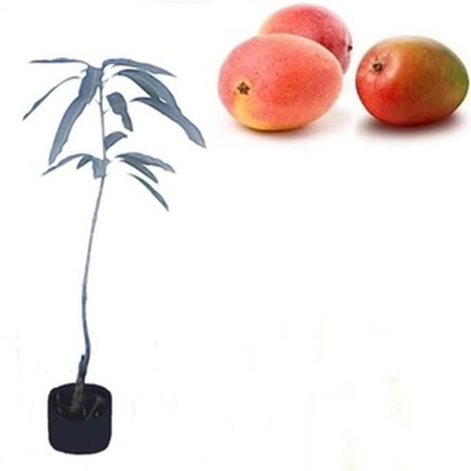 CreatV Bibit Buah Okulasi Tanaman Mangga Gedong Gincu