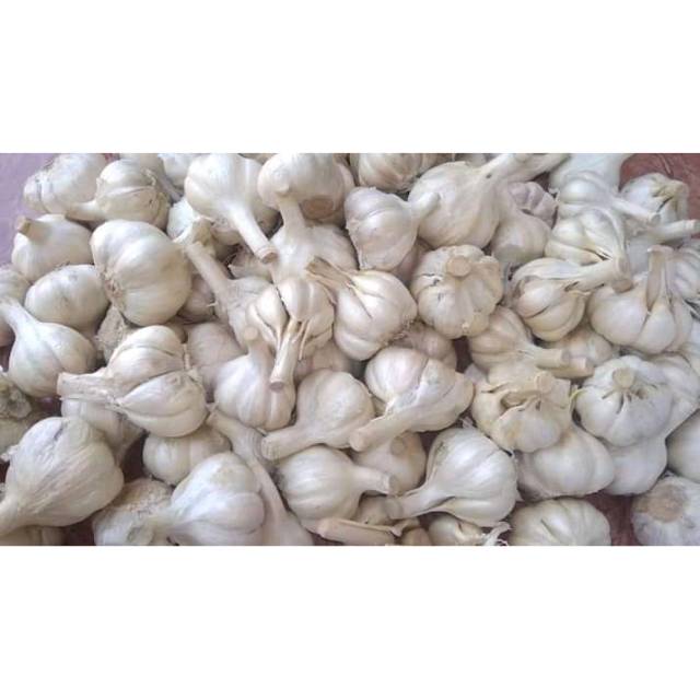 

Bawang putih kating utuh bersih