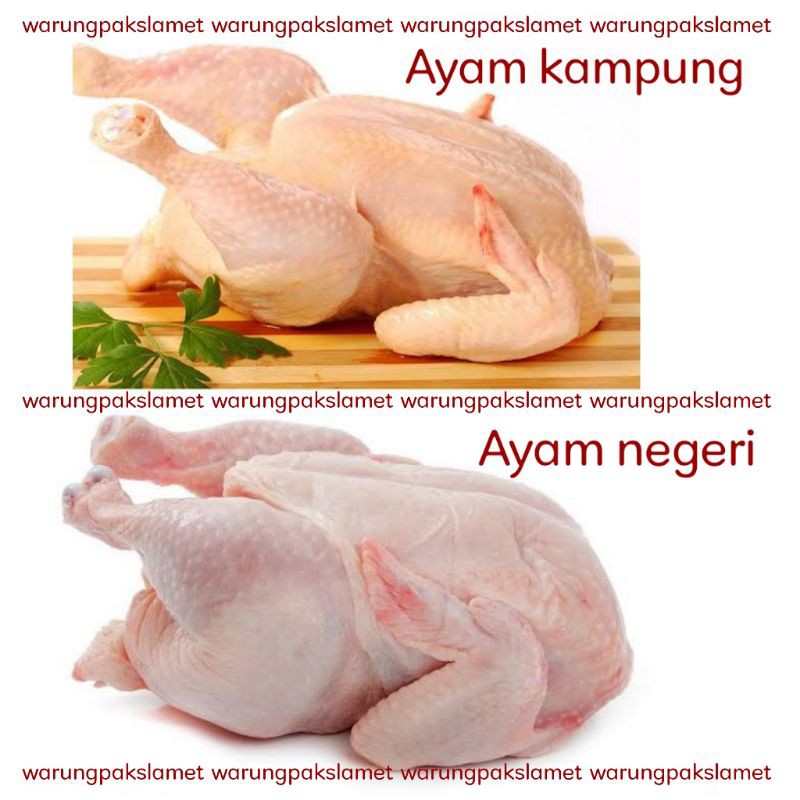 

Ayam kampung / Ayam Negeri Segar Fresh 1 ekor