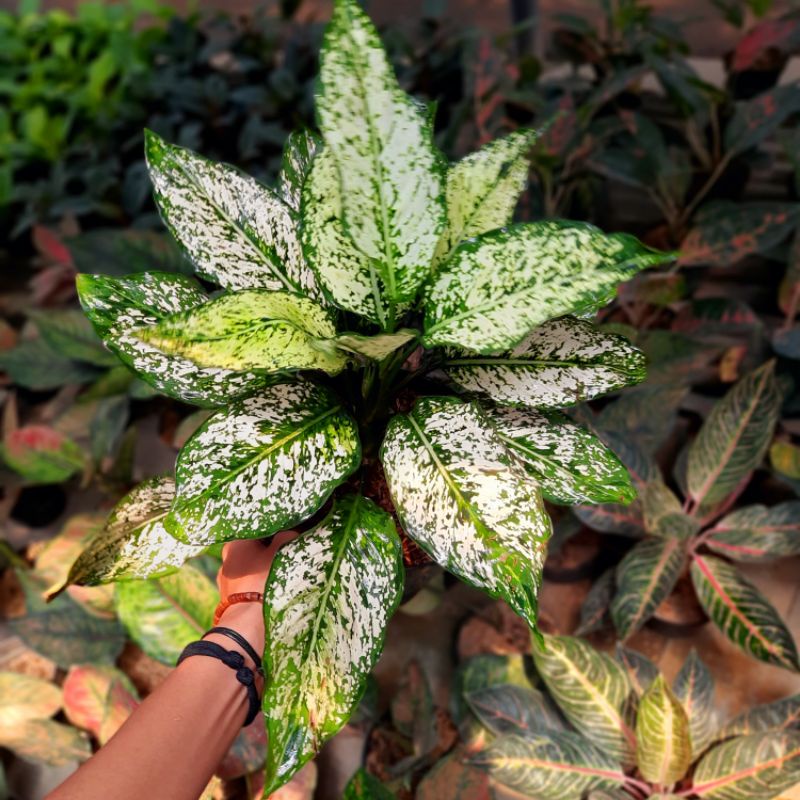 Snow White Aglonema Snow White Murah Terlaris Snow White Rimbun Aglaonema