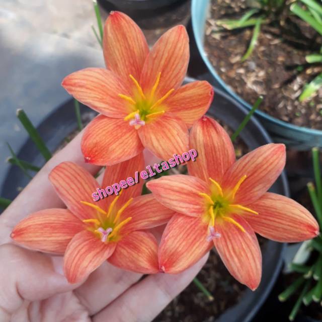 Bibit Umbi Rainlily Lavalon - Umbi Bunga Lili Hujan Rain Lily Import