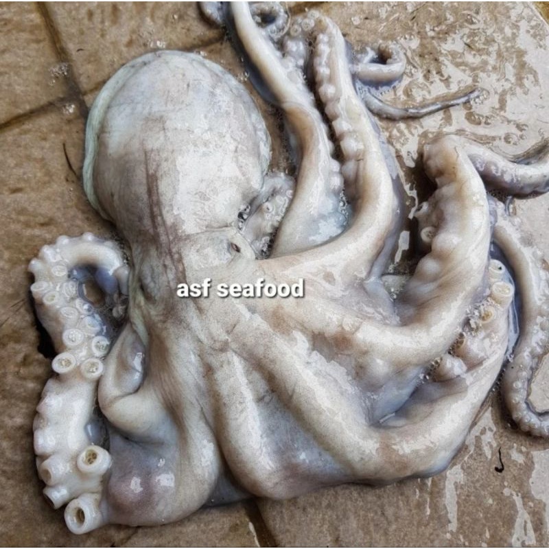 

Gurita Super Besar / Octopus Big Size 1kg up