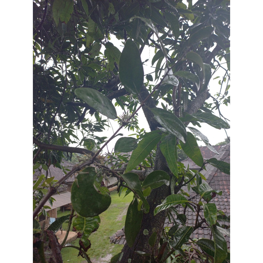 benalu mangga