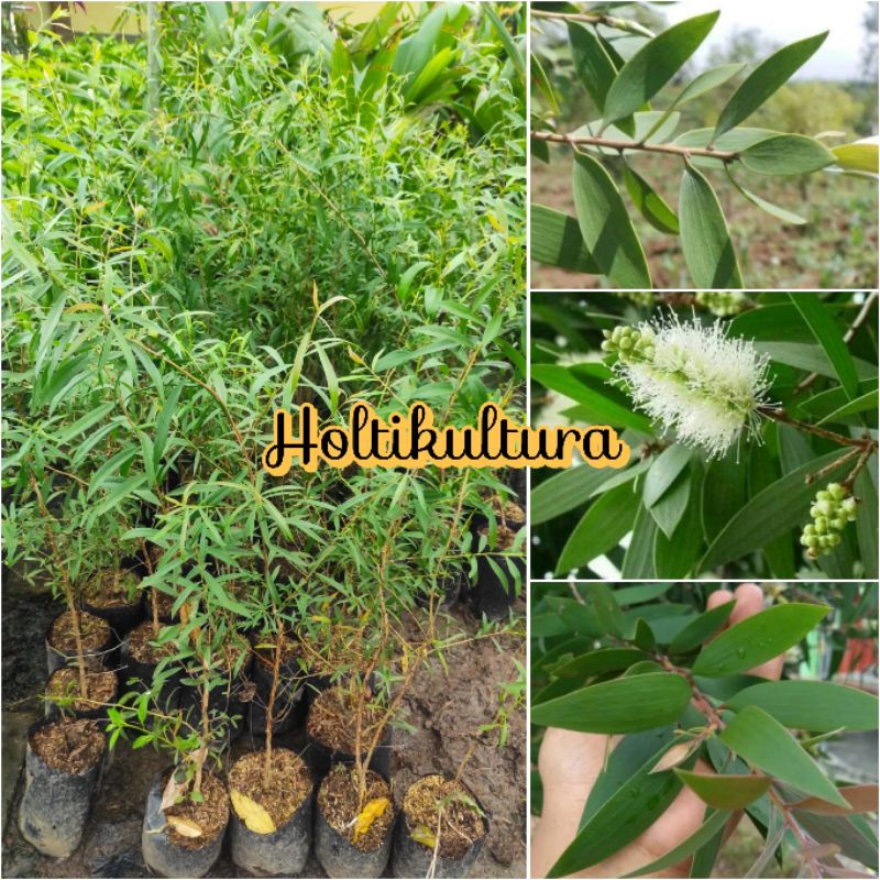 Bibit tanaman kayu putih / bibit minyak kayu putih Holtikultura tanaman