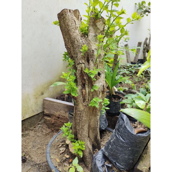 bahan bonsai dongkelan gulgum jumbo realpic