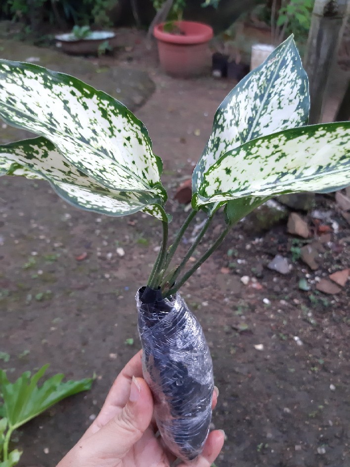 Tanaman Hias Murah 4 Aglonema/paket Aglaonema Hemat Aglo Donacarmen Lipstick Snow White Rotundum