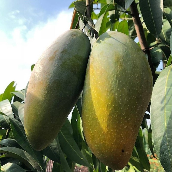 Bibit Tanaman Buah MANGGA KIOJAY Premium