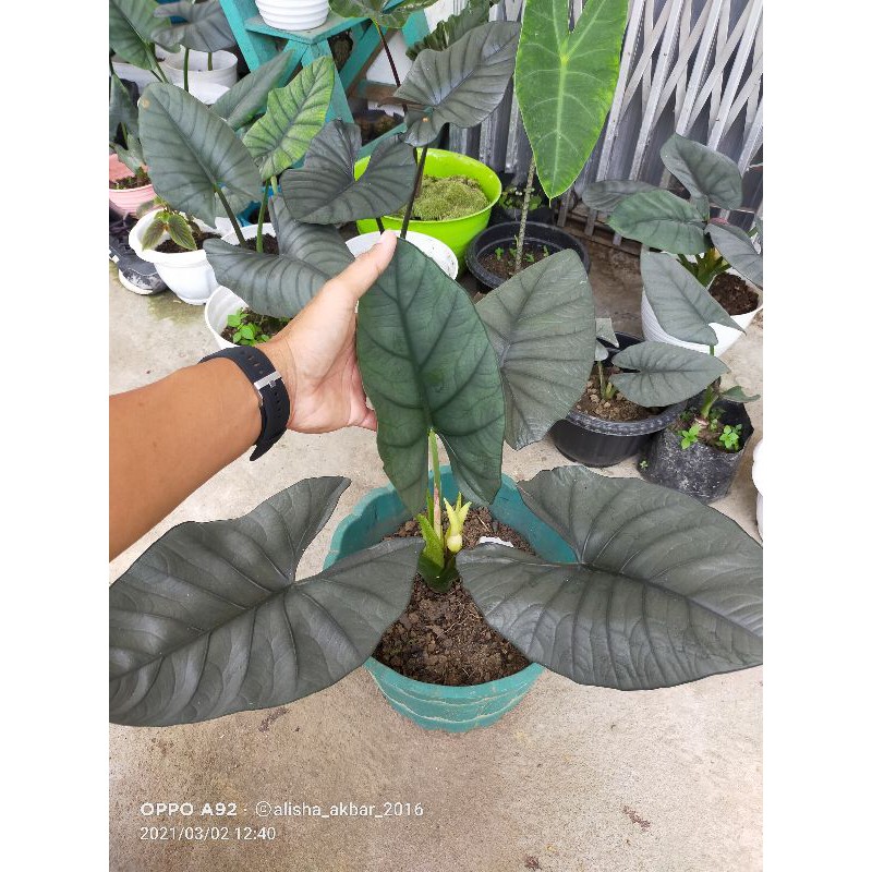 Indukan Alocasia Regina Silver Rawatan 4 daun jumbo