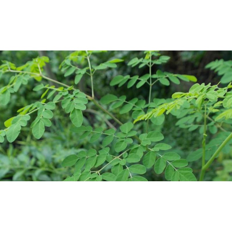 

DaunKelor/Moringa oleifera Segar150gram