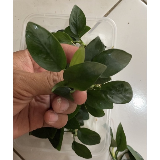 Anubias Nana