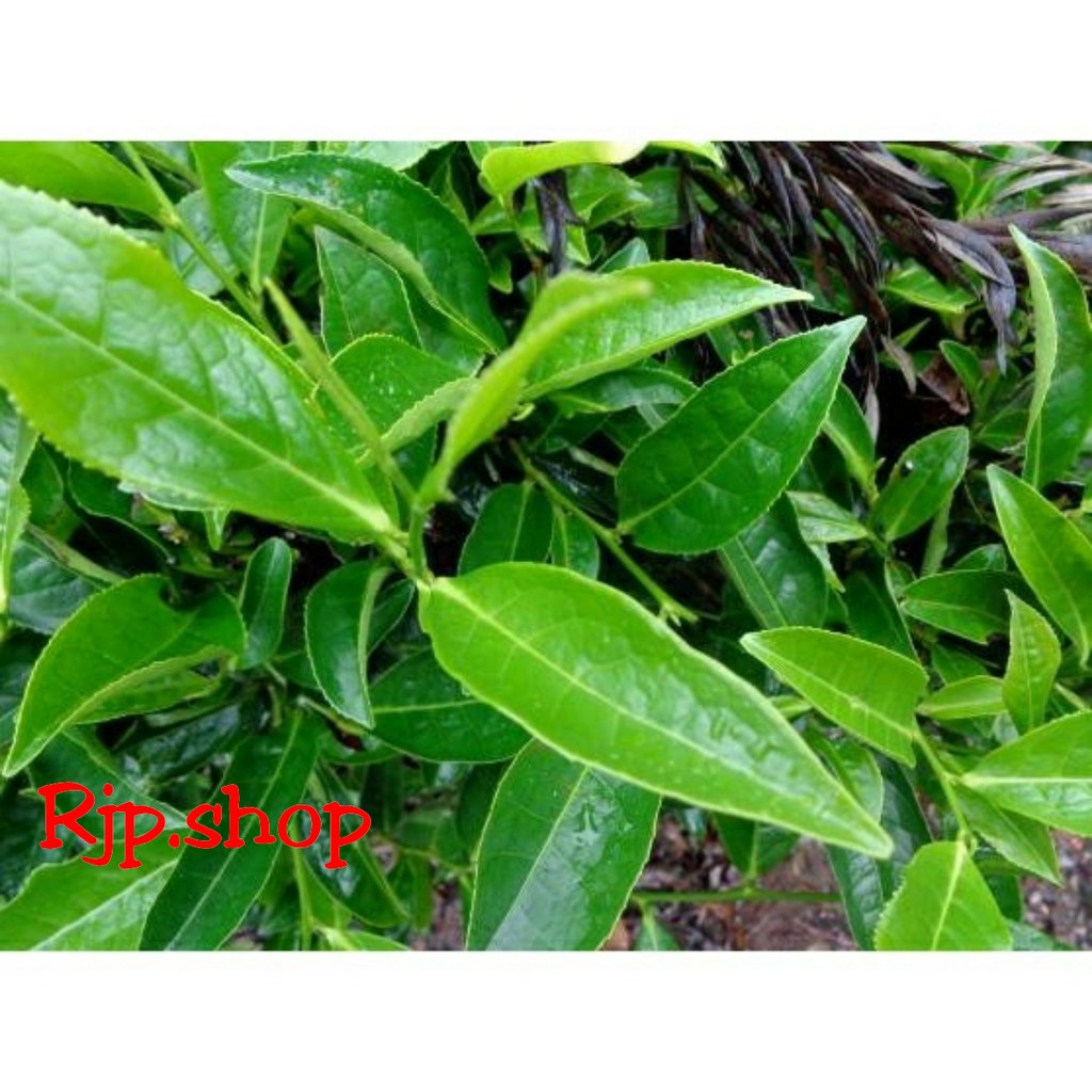 TERBARU TERMURAH Bibit Pohon Daun Teh Hijau(beli 10 gratis 1) - Tanaman Herbal asli TARAJU