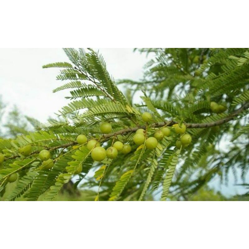 

Buah malaka ataubamlaka segar 1KG