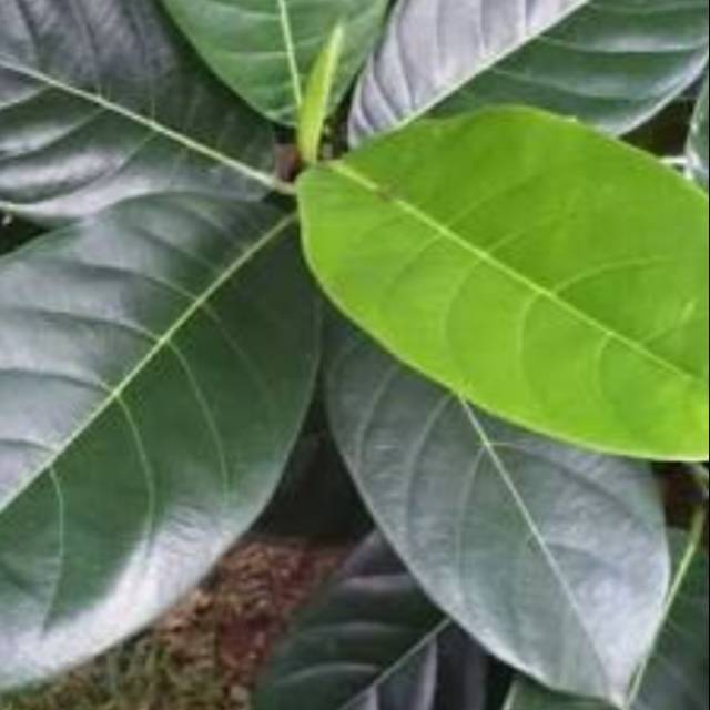 

daun nangka segar 1 kg