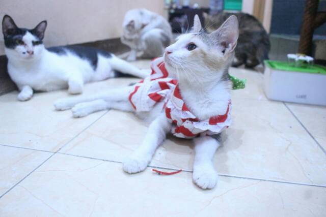 Baju kucing dan anjing edisi natal 2019 lucu motif zig-zag merah putih / baju kucing murah size S-XL