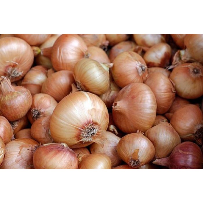 

TERMURAH !! BAWANG BOMBAY KUALITAS SUPER 1KG