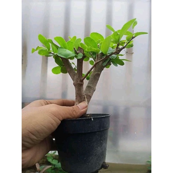 TANAMAN BIBIT BONSAI SIANCI MAME DARI CANGKOK 45K