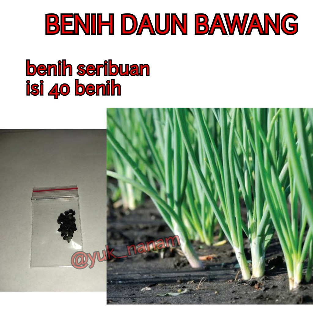BENIH DAUN BAWANG FRAGRANT