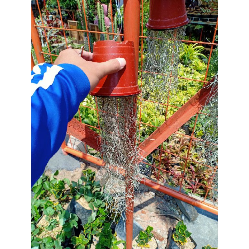 Tanaman Jenggot Musa / Jenggot Nabi