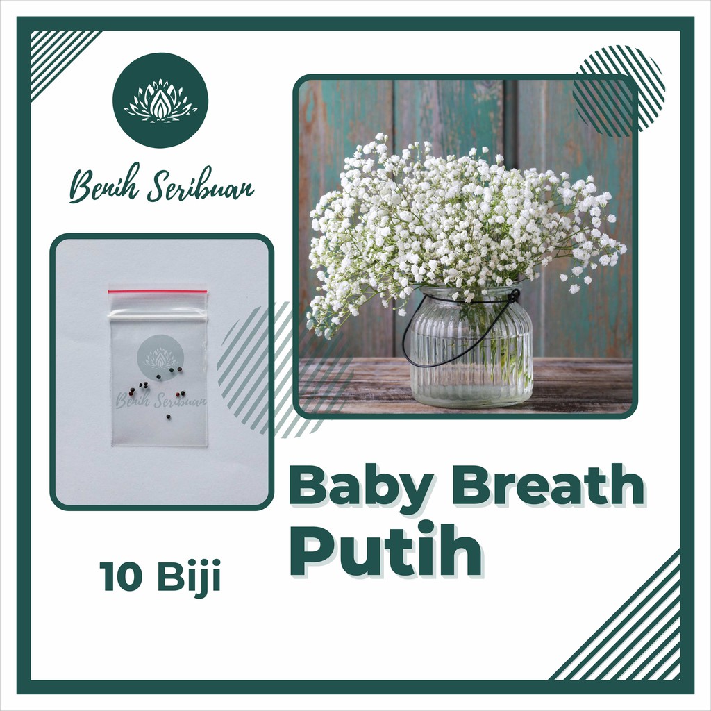 jual 10 bibit baby breath putih benih bunga gypsophila elegans