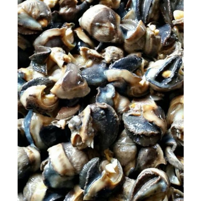 

daging bekicot