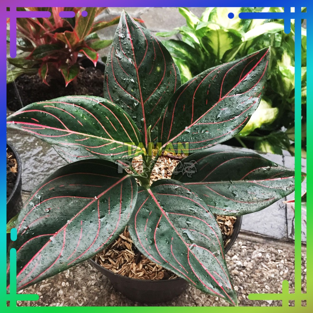 Aglonema Rotundum - Tanaman Hias Aglaonema Rotundum Red