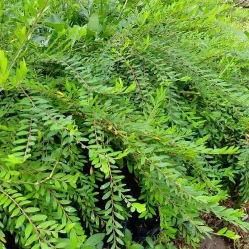 Tanaman hias Cendrawasih - Pohon Cendrawasih