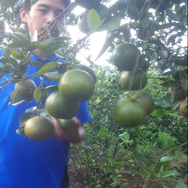 

JERUK GARUT