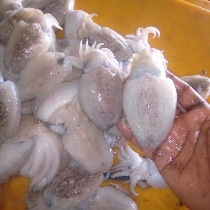 

Cumi Sontong / Blakutak Segar 1 kg 1kg