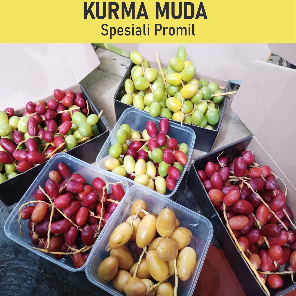 

[ORI] KURMA MUDA 500gr Free BUAH ZURIAT BELAH / kurma muda spesialis promil / kurma premium quality