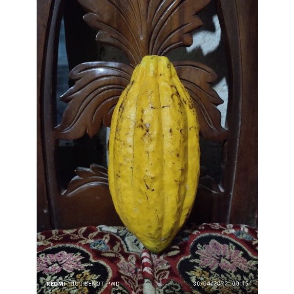 

Buah Kakao Pilihan Berkualitas