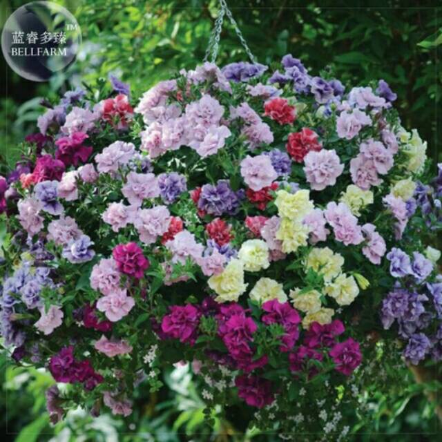 Benih/Biji Bunga Petunia (Mix Hanging Petunia Double Petal) Unggulan