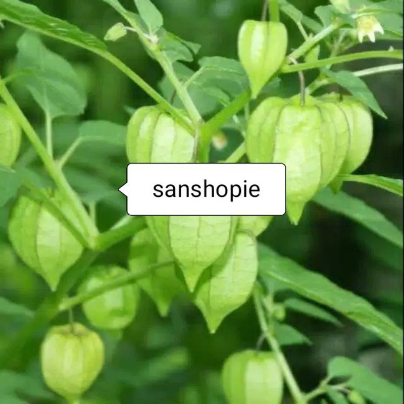 

Daun Ciplukan/Cecenet Segar Petik langsung 1 kg