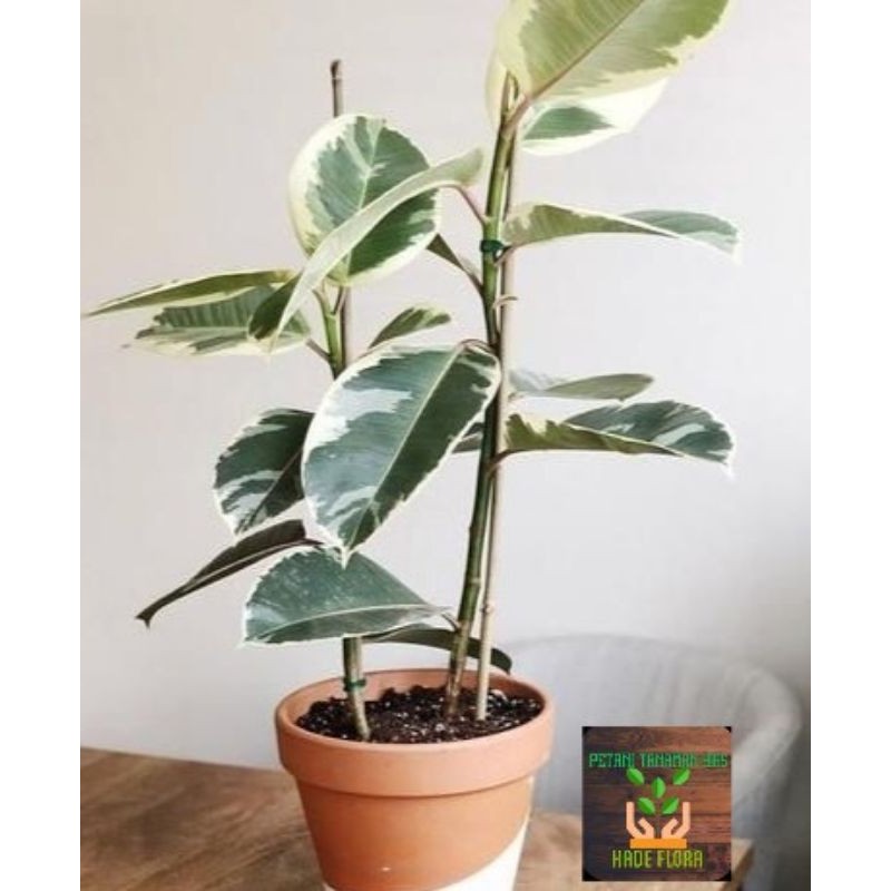 ficus elistica variegata
