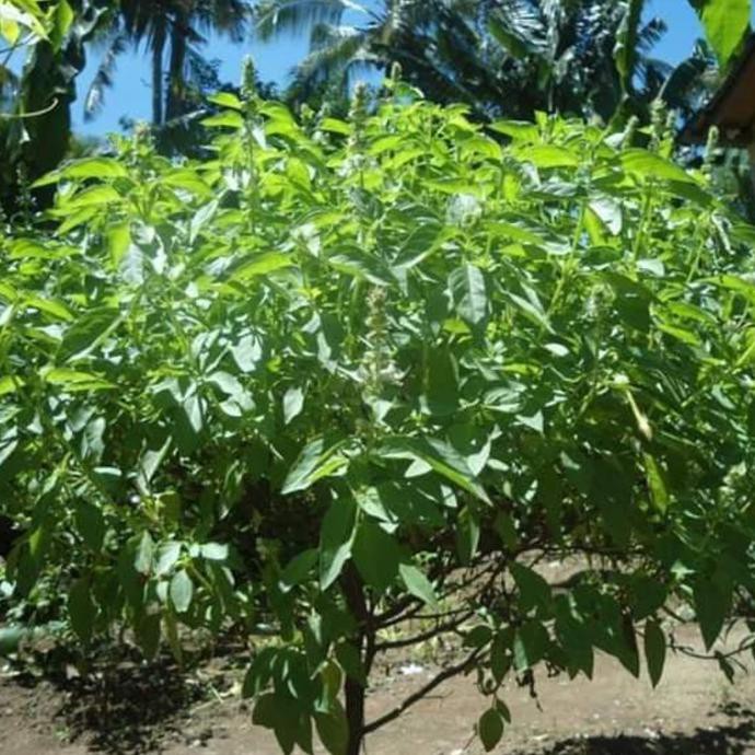 250 Gr Benih Biji Daun Sayur Kemangi Siap Semai Z3Ro