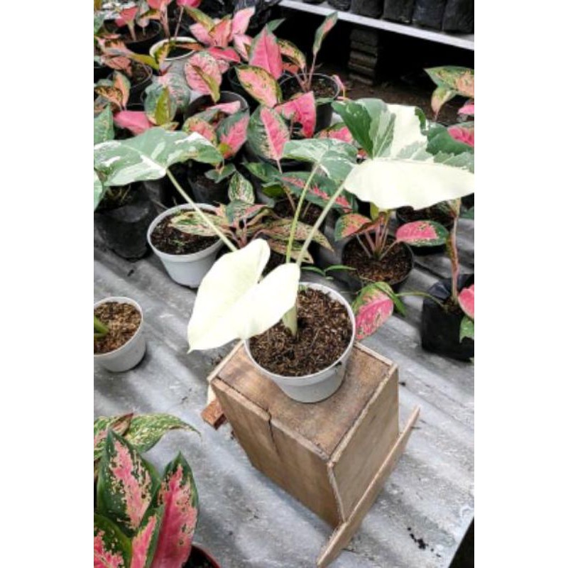 bibit bonggol tanaman hias keladi varigata