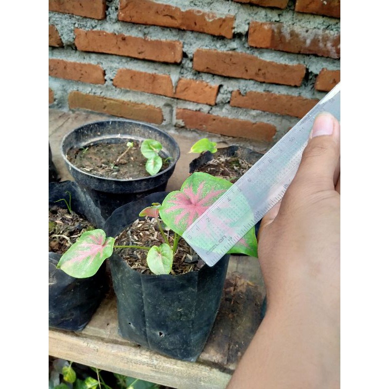 keladi caladium worton