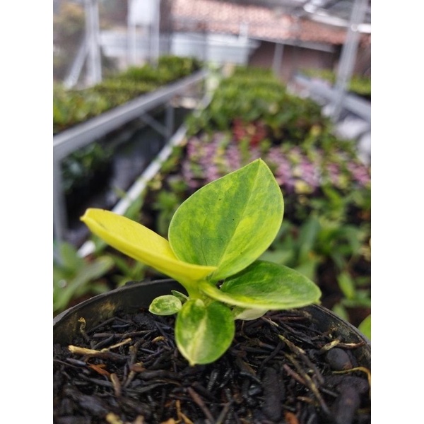 Jemani Mangkok Varigata