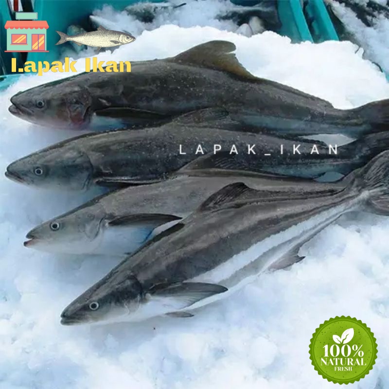 

GROSIR Ikan Gabus Segar Gabus Laut Segar Fresh Bergaransi 5Kilogram / 10Kilogram